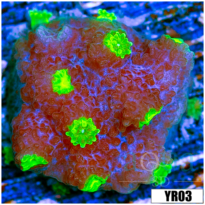 Corals - LPS - Chalices - Page 1 - Aqua SD